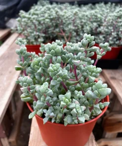 Pink Vygie Live Plant – Pink Ice Plant Succulent in 4'' Pot – Outdoor Ground Cover - Image 2