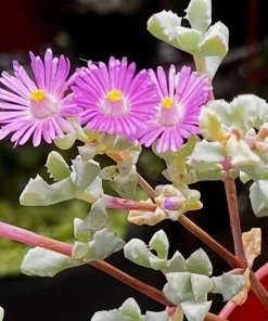 Pink Vygie Live Plant – Pink Ice Plant Succulent in 4'' Pot – Outdoor Ground Cover - Image 3
