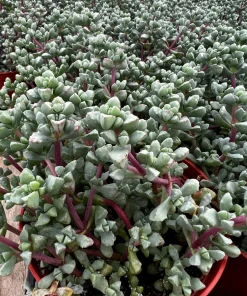 Pink Vygie Live Plant – Pink Ice Plant Succulent in 4'' Pot – Outdoor Ground Cover - Image 4