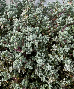 Pink Vygie Live Plant – Pink Ice Plant Succulent in 4'' Pot – Outdoor Ground Cover - Image 5