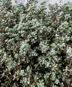 Pink Vygie Live Plant – Pink Ice Plant Succulent in 4'' Pot – Outdoor Ground Cover - Image 6