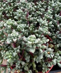 Pink Vygie Live Plant – Pink Ice Plant Succulent in 4'' Pot – Outdoor Ground Cover - Image 7
