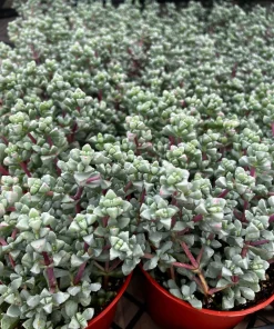 Pink Vygie Live Plant – Pink Ice Plant Succulent in 4'' Pot – Outdoor Ground Cover - Image 8