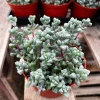 Pink Vygie Live Plant – Pink Ice Plant Succulent in 4'' Pot – Outdoor Ground Cover - Image 1