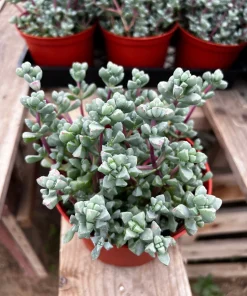 Pink Vygie Live Plant – Pink Ice Plant Succulent in 4'' Pot – Outdoor Ground Cover - Image 1