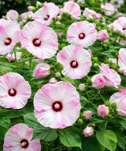 Pink White Hibiscus Live Plant - Hardy Tropical Shrub, 4-8 Inch Tall - Image 3