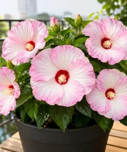 Pink White Hibiscus Live Plant - Hardy Tropical Shrub, 4-8 Inch Tall - Image 1