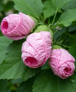 Pink White Hibiscus Live Plant - Hardy Tropical Shrub, 4-8 Inch Tall - Image 5