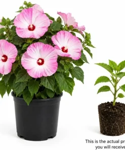 Pink White Hibiscus Live Plant Tropical Flowering Bush 4-6 Inch Tall Outdoor - Image 2