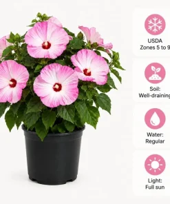 Pink White Hibiscus Live Plant Tropical Flowering Bush 4-6 Inch Tall Outdoor - Image 4