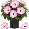 Pink White Hibiscus Live Plant Tropical Flowering Bush 4-6 Inch Tall Outdoor - Image 1