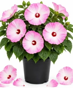 Pink White Hibiscus Live Plant Tropical Flowering Bush 4-6 Inch Tall Outdoor - Image 1