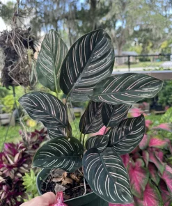 Pinstripe Calathea Live Plant - Calathea Ornata Prayer Plant Indoor Houseplant - Image 2