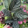 Pinstripe Calathea Live Plant - Calathea Ornata Prayer Plant Indoor Houseplant - Image 1