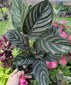 Pinstripe Calathea Live Plant - Calathea Ornata Prayer Plant Indoor Houseplant - Image 1