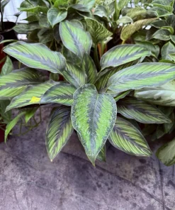 Pinstripe Calathea Live Plant - Indoor Houseplant with Elegant Striped Leaves - Image 2