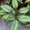 Pinstripe Calathea Live Plant - Indoor Houseplant with Elegant Striped Leaves - Image 1