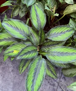 Pinstripe Calathea Live Plant - Indoor Houseplant with Elegant Striped Leaves - Image 1