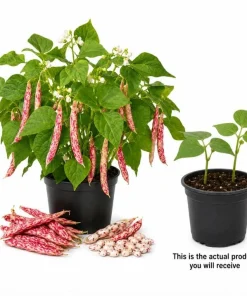 Pinto Bean Live Plants - 2 Per Pot, 3-5 In Tall, Heirloom Vegetable Starter - Image 2