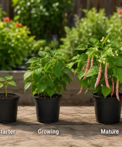 Pinto Bean Live Plants - 2 Per Pot, 3-5 In Tall, Heirloom Vegetable Starter - Image 3
