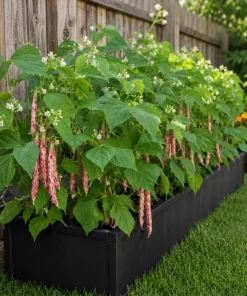 Pinto Bean Live Plants - 2 Per Pot, 3-5 In Tall, Heirloom Vegetable Starter - Image 5
