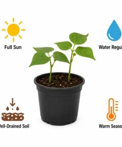 Pinto Bean Live Plants - 2 Per Pot, 3-5 In Tall, Heirloom Vegetable Starter - Image 6