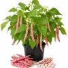 Pinto Bean Live Plants - 2 Per Pot, 3-5 In Tall, Heirloom Vegetable Starter - Image 1