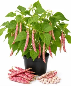Pinto Bean Live Plants - 2 Per Pot, 3-5 In Tall, Heirloom Vegetable Starter - Image 1