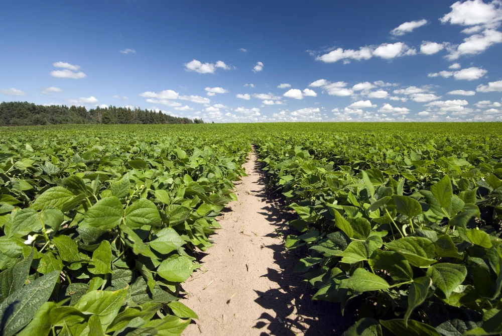 Pinto Bean Seeds - 50 Bush Variety Phaseolus Vulgaris Vegetable Seeds for Garden - Image 2