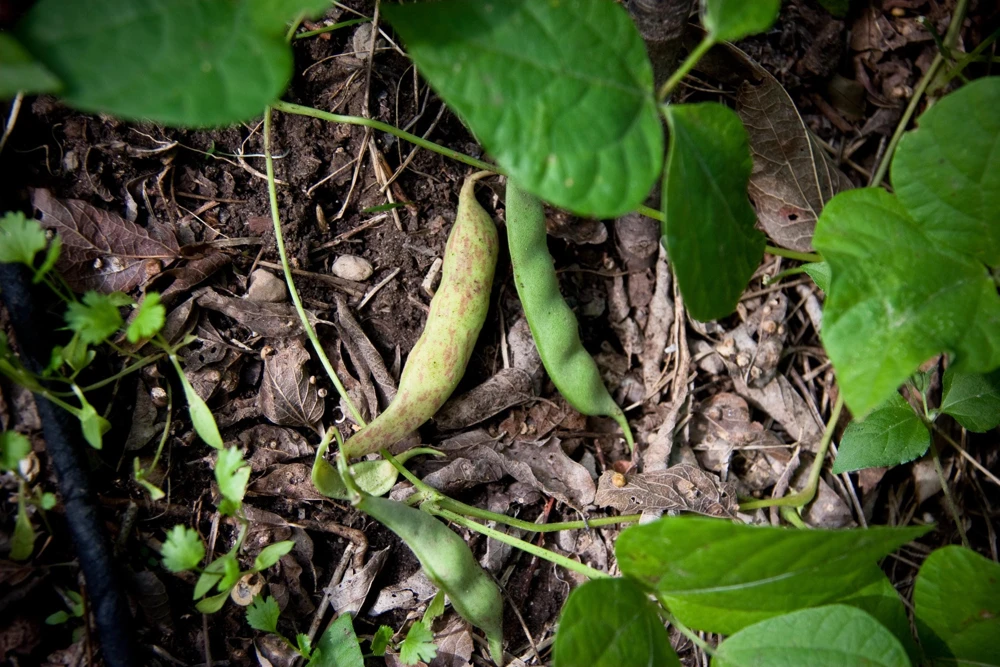 Pinto Bean Seeds - 50 Bush Variety Phaseolus Vulgaris Vegetable Seeds for Garden - Image 3