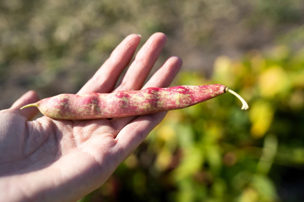Pinto Bean Seeds - 50 Bush Variety Phaseolus Vulgaris Vegetable Seeds for Garden - Image 4