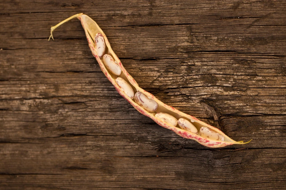 Pinto Bean Seeds - 50 Bush Variety Phaseolus Vulgaris Vegetable Seeds for Garden - Image 5