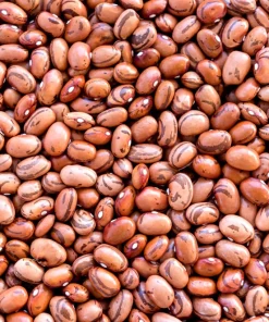 Pinto Bean Seeds - 50 Bush Variety Phaseolus Vulgaris Vegetable Seeds for Garden - Image 6