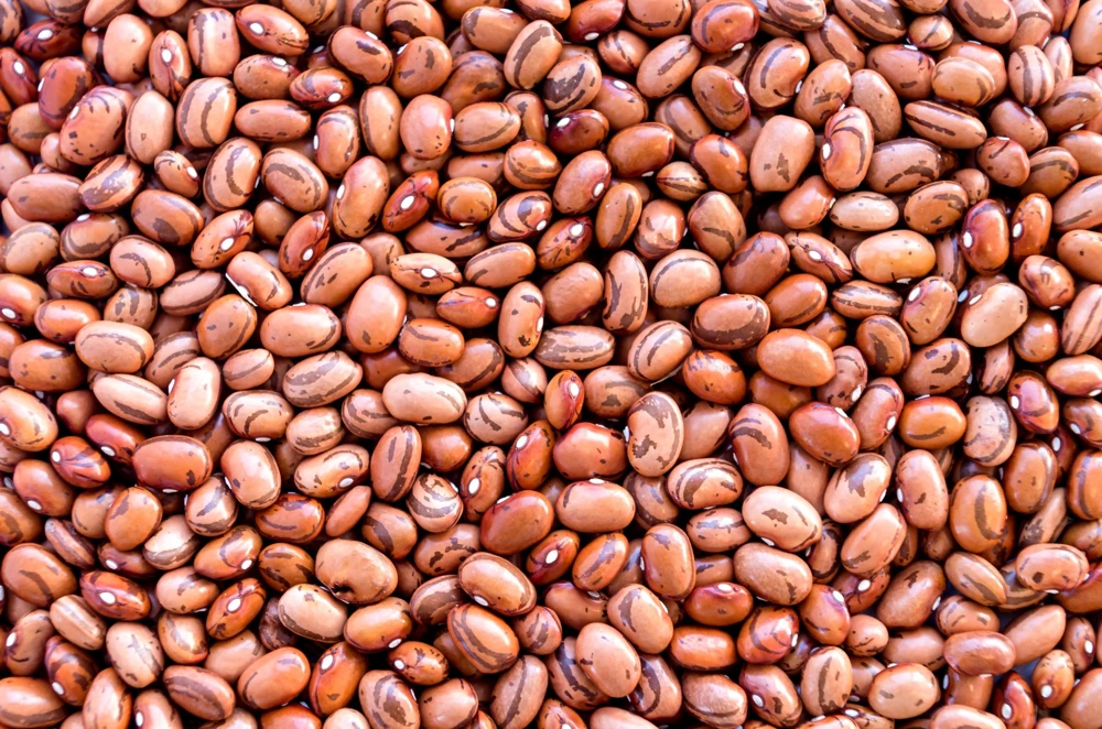 Pinto Bean Seeds - 50 Bush Variety Phaseolus Vulgaris Vegetable Seeds for Garden - Image 6