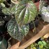 Piper crocatum Live Plant – Rare Red Betel Vine Tropical Houseplant – Indoor Foliage - Image 1