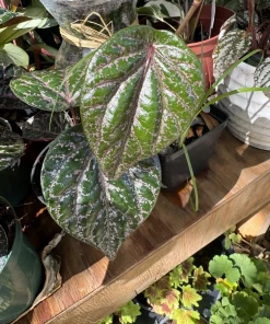 Piper crocatum Live Plant – Rare Red Betel Vine Tropical Houseplant – Indoor Foliage - Image 1