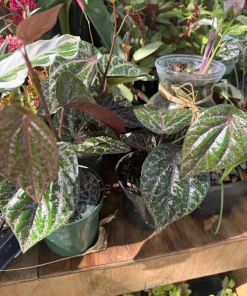 Piper crocatum Live Plant – Rare Red Betel Vine Tropical Houseplant – Indoor Foliage - Image 2