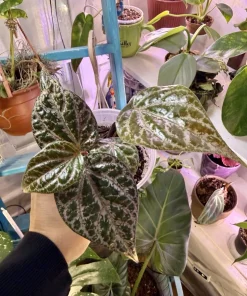 Piper crocatum Live Plant - Red Betel Vine Rare Tropical Houseplant - Image 3
