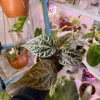 Piper crocatum Live Plant - Red Betel Vine Rare Tropical Houseplant - Image 1