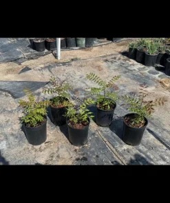 Pistachio Tree Live Plant - Grafted Nut Tree for Home Orchard - Image 2