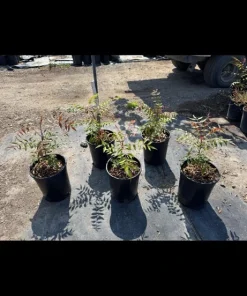 Pistachio Tree Live Plant - Grafted Nut Tree for Home Orchard - Image 4