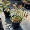 Pistachio Tree Live Plant - Grafted Nut Tree for Home Orchard - Image 1