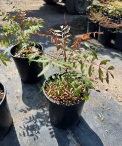 Pistachio Tree Live Plant - Grafted Nut Tree for Home Orchard - Image 1