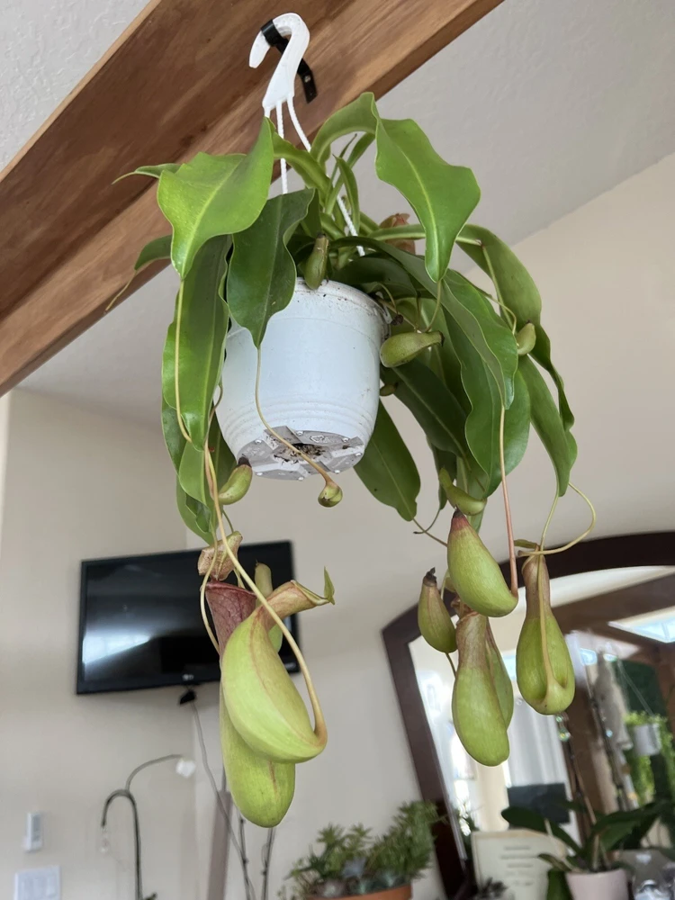 Pitcher Plant Live Plant - Carnivorous Plant in Hanging Basket, Large Size - Image 2