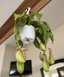 Pitcher Plant Live Plant - Carnivorous Plant in Hanging Basket, Large Size - Image 3