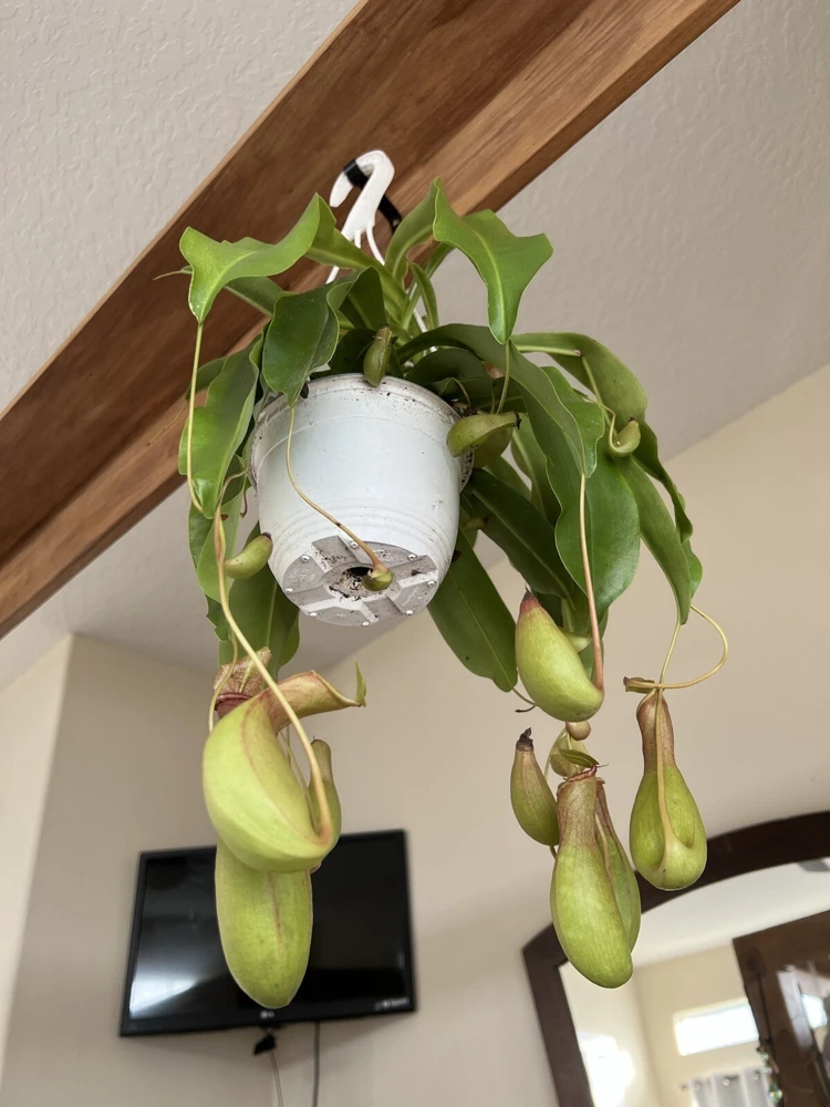 Pitcher Plant Live Plant - Carnivorous Plant in Hanging Basket, Large Size - Image 3