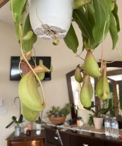 Pitcher Plant Live Plant - Carnivorous Plant in Hanging Basket, Large Size - Image 4