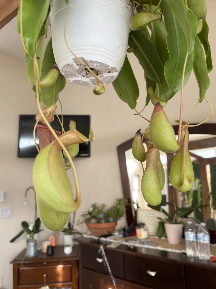 Pitcher Plant Live Plant - Carnivorous Plant in Hanging Basket, Large Size - Image 4