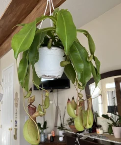 Pitcher Plant Live Plant - Carnivorous Plant in Hanging Basket, Large Size - Image 5