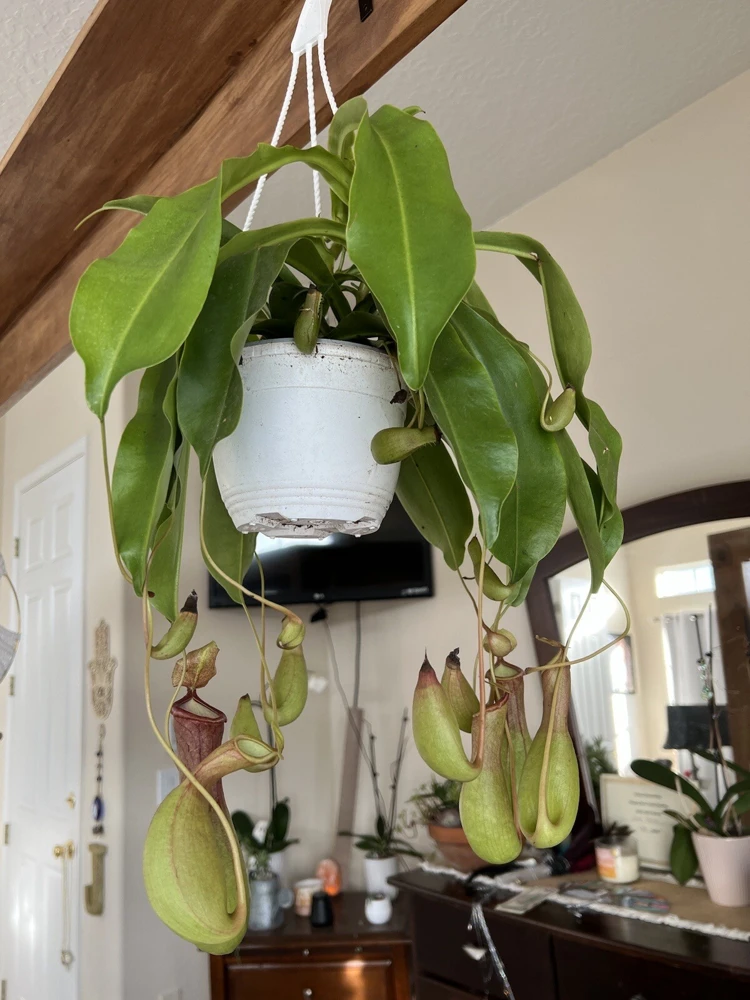 Pitcher Plant Live Plant - Carnivorous Plant in Hanging Basket, Large Size - Image 5